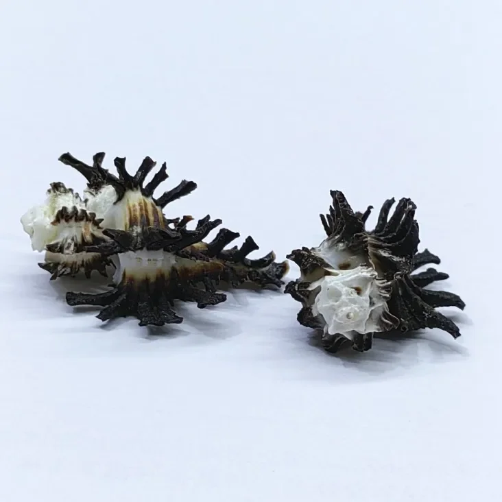 Natural Seashell Conch Miniature Fairy Garden Home Houses Decoration Mini Craft Micro Landscaping Decor DIY Accessories