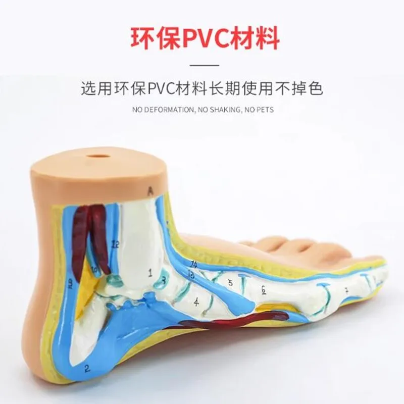 Foot model human foot palm muscle model arch foot model foot anatomy