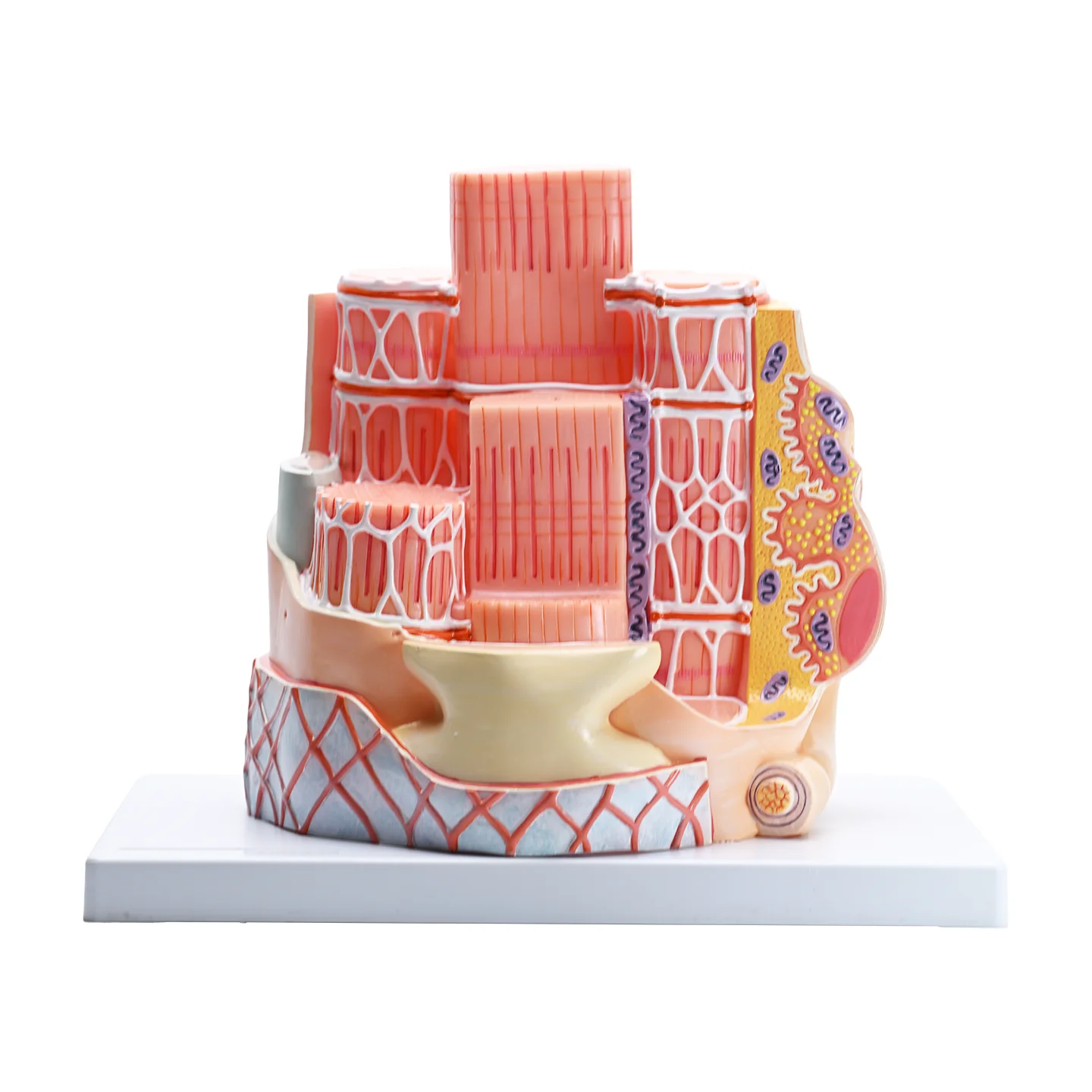 

Magnify 40000 Times the Skeletal Muscle Model Muscle Fiber Structure Sarcoplasmic Reticulum Myosin Actin