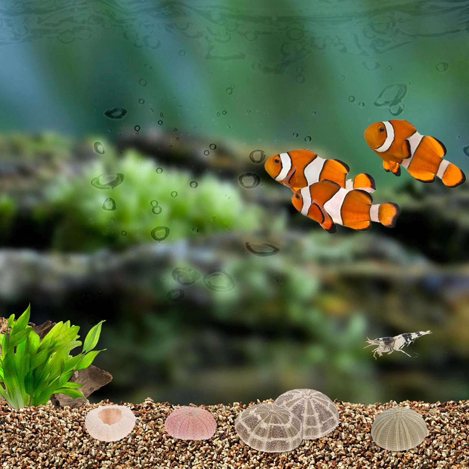 

6Pcs Sea Urchin Shells Planter Creative Flowerpots for Air Plants Aquarium Landscape Desktop Decor Gifts Accessories