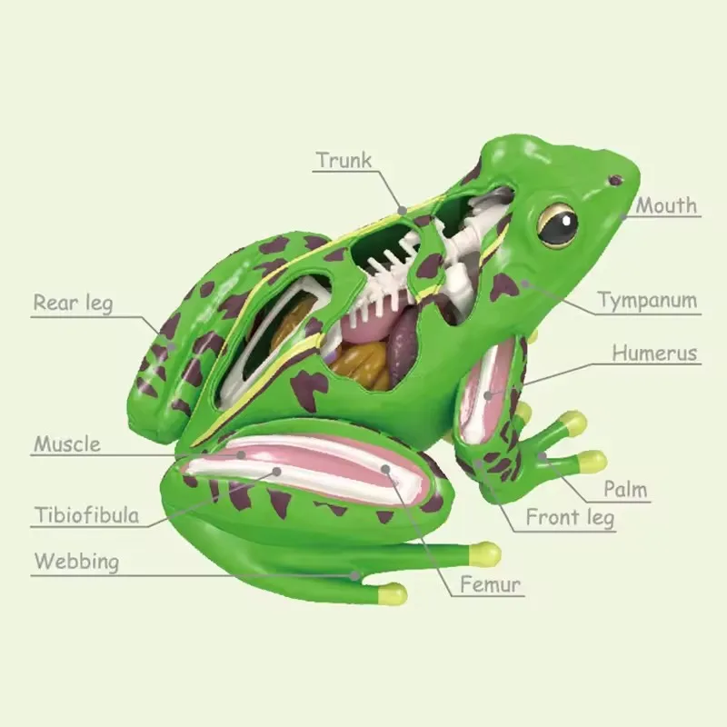 4D Frog Anatomy Model Montessori Toys Detachable Frog Organs STEM Biology Education Teaching Aid Early Learning Toy for Childre