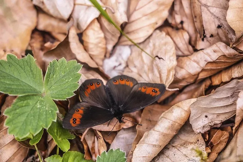 

For HOTRC DS600 6CH 2.4GHz Remote Controller Radio System Transmitter with F-06A 6 Channel Receiver for RC Boat