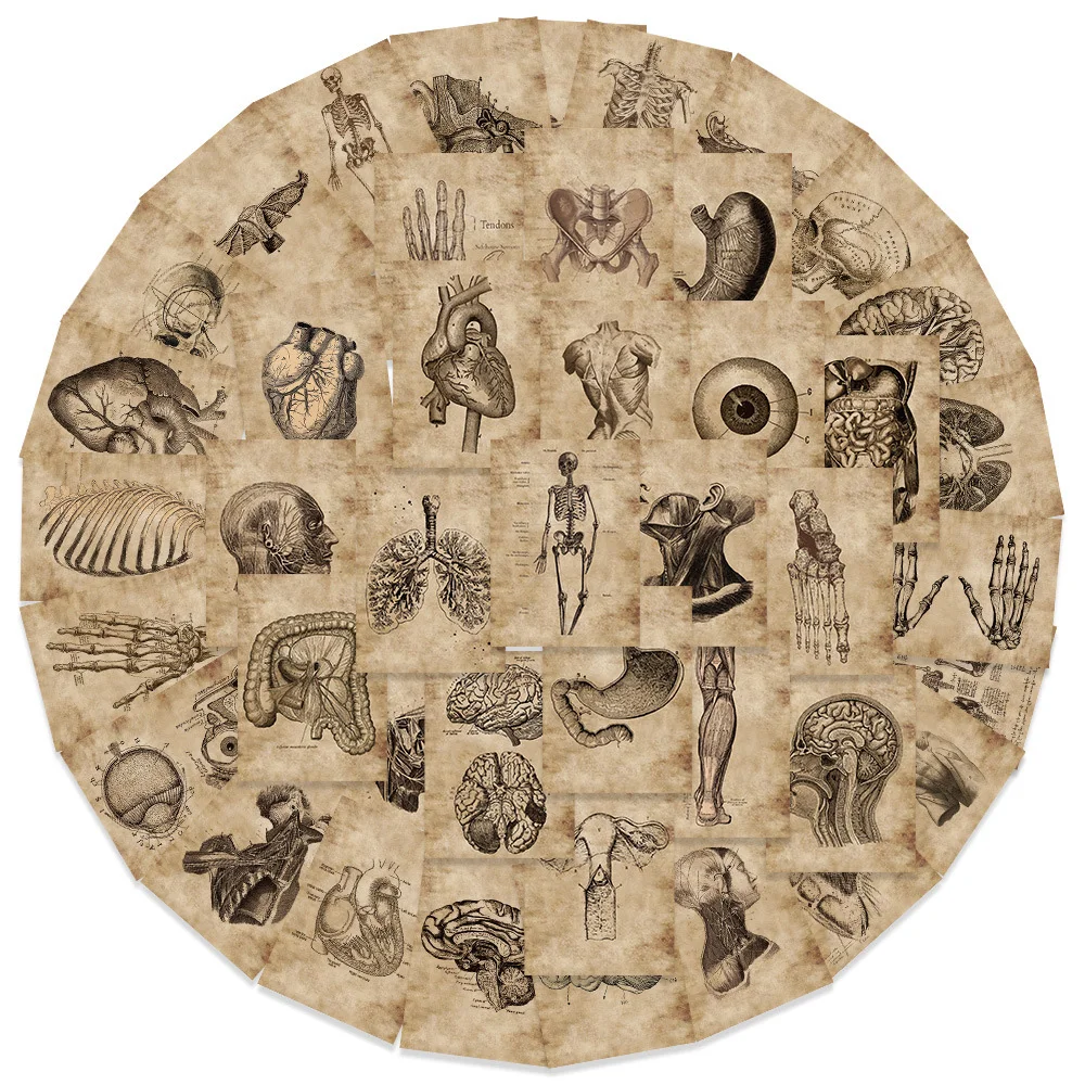 10/30/56 Stück Anatomie- und Physiologie-Körperorgane-Aufkleber, Cartoon-Sticker, DIY Scrapbook, Notizbuch, Handy, coole Aufkleber, Dekoration, Spielzeug