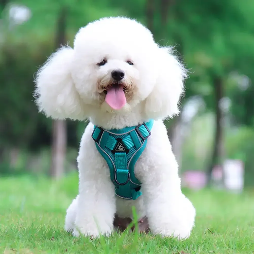 Tali kekang anjing peliharaan, Set tali dada lembut bernapas untuk anjing kecil sedang Chihuahua kerah kucing anjing peliharaan