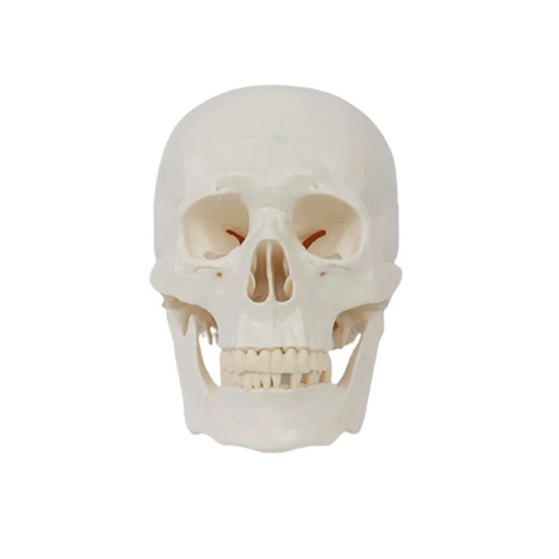 

Human Skull Model Life Size Three Replaceable Teeth Anatomical Model with Removable Skull Cap and Articulated Mandible