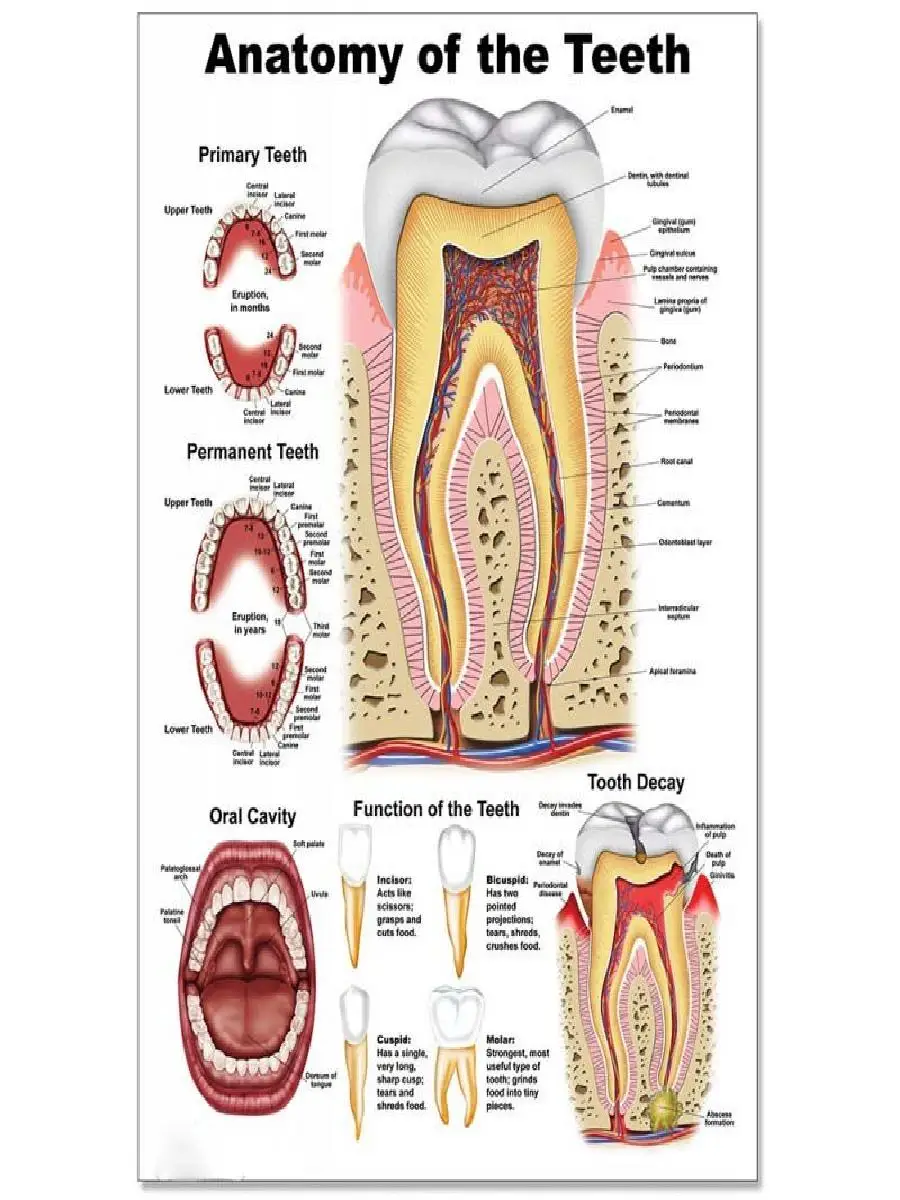 Dentist Teeth Anatomy Canvas Wall Art  Dental Clinic Decorative Poster for Room Decoration