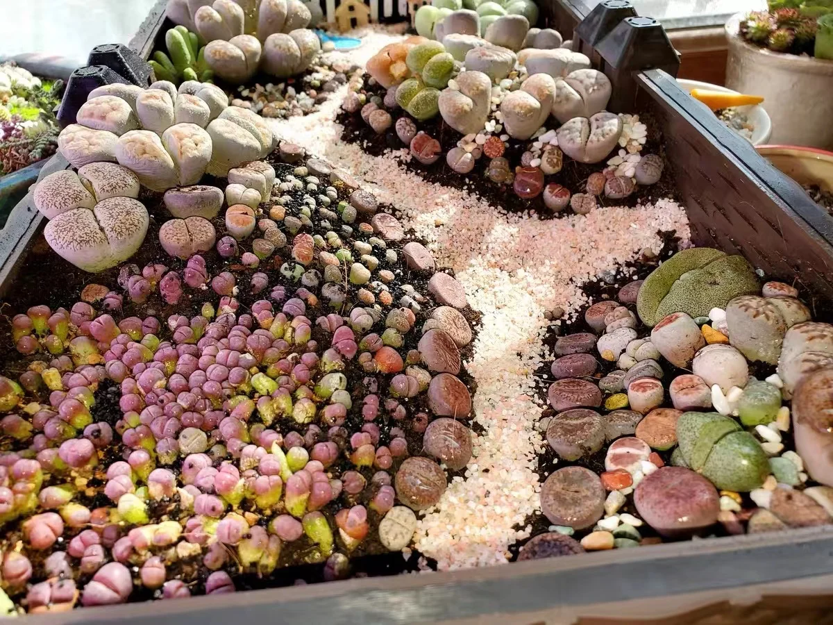 Not Real Lithops DIY DECORATION Not Seeds Stones Artificial Exotic Plants Unusual