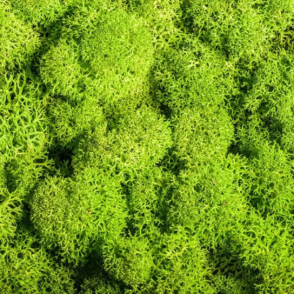 Artificial Green Plants Fake Grass DIY Crafts Eternal Life Moss Grass for Home Garden Decoration Mini Landscape 20/60g