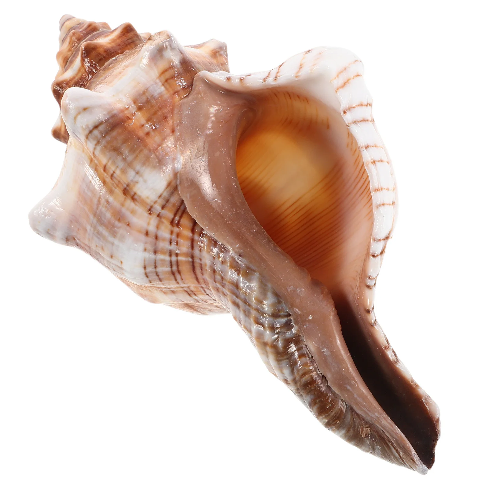 

Natural Seashell Planter Succulent Pot Coastal Conch Flower Pot Cactus Desktop Ocean Bonsai Decor Conch Planter