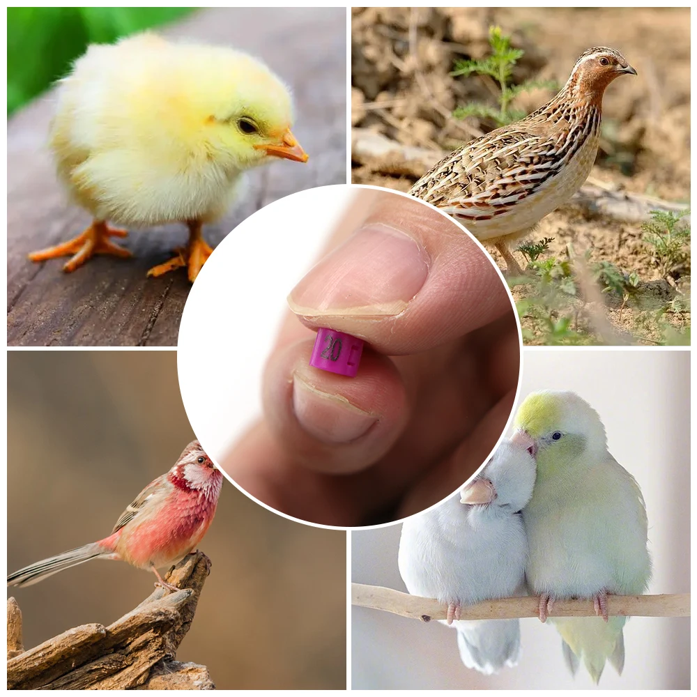 Tobillera de marca para aves de corral, herramienta de identificación de aves de corral, Anillo de pie de pájaro, 100/3/2,7. 5/5mm con pendiente de palabra, Clip de cierre de cultivo agrícola, 4/4 piezas