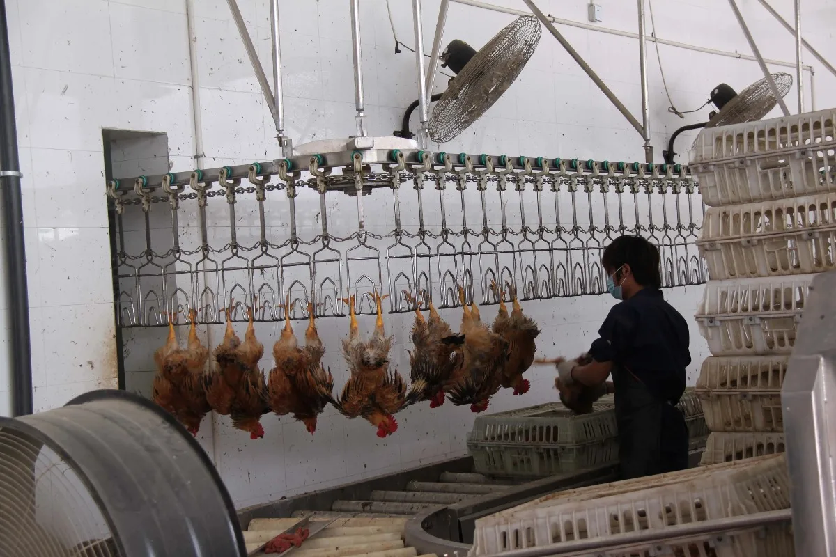 Automatic Pig Slaughter Equipment Slaughterhouse Conveyor Slaughtering Production Line with Motor Core Components