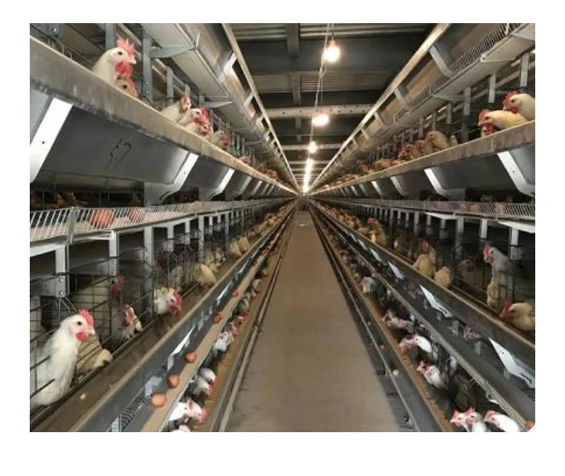 Hot-selling factory price H-type poultry equipment Broiler layer chicken cage and breeding system complete set