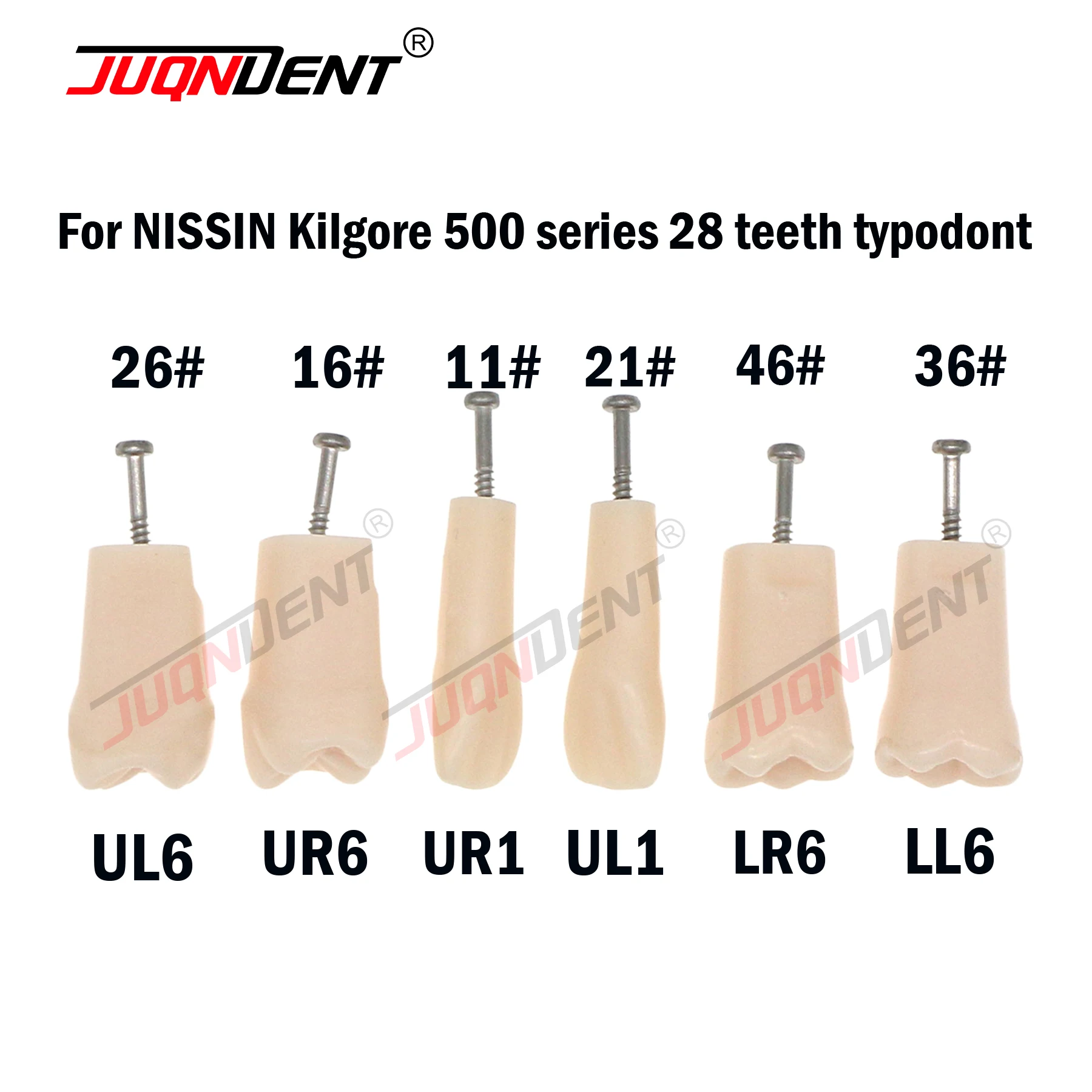Teeth Dental Model For Training Compatible NISSIN 500 Type Spare Teeth Dental Practice and Teaching Replace M8024