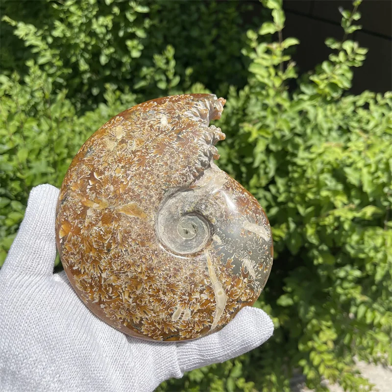 

785g Beautiful natural Chrysanthemum grain conch Ammonite