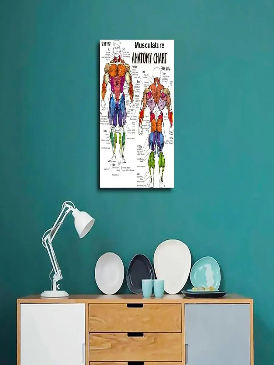 ChEnbL Human Body Muscle Anatomy Chart  HD Print Canvas Poster Wall Art for Modern Home Bedroom Room Aesthetic Decoration x inch