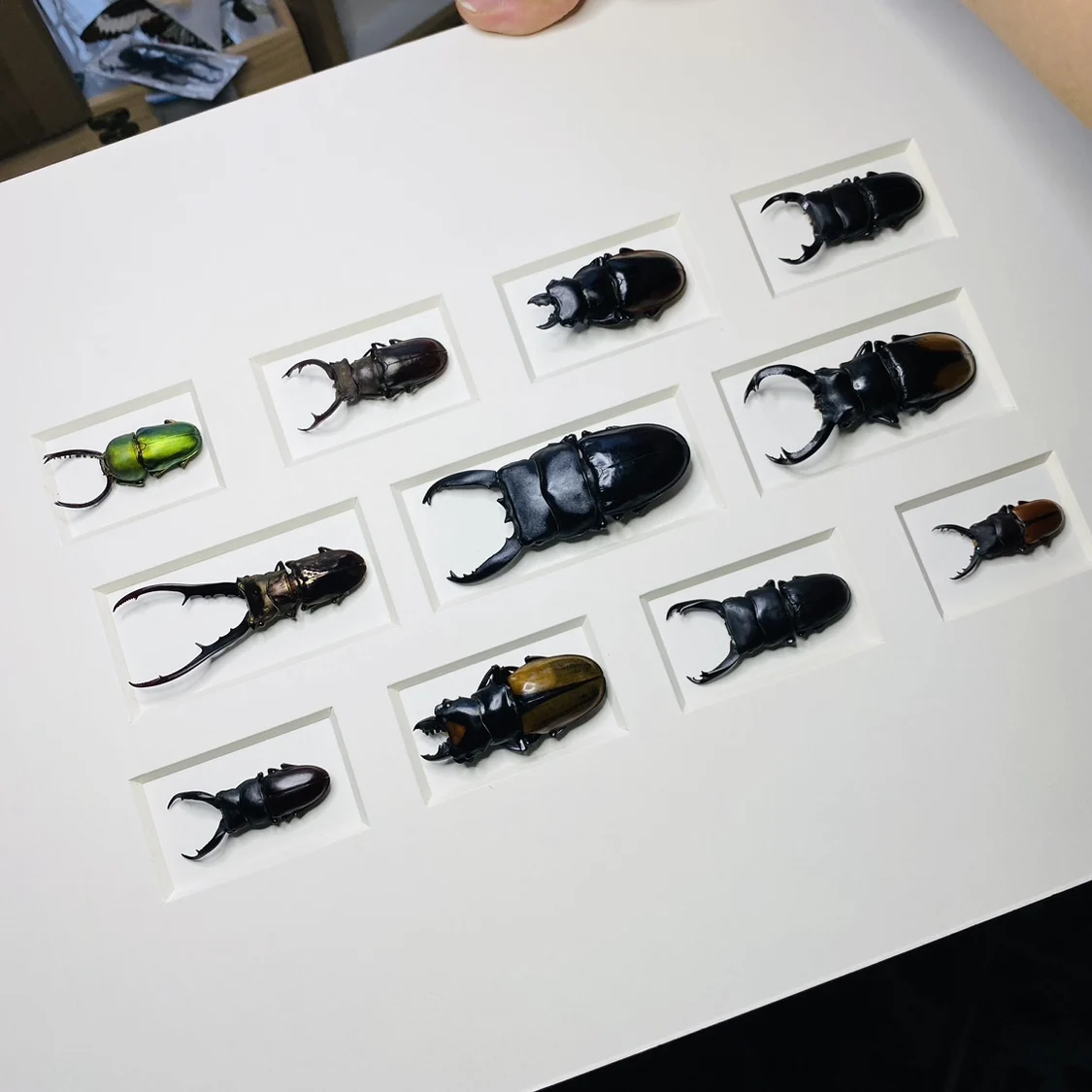 Insect Specimen Real Beetle Butterfly Gideon Popular Science Teaching Gift Small Ornament Desk Decoration Living Room Decoration