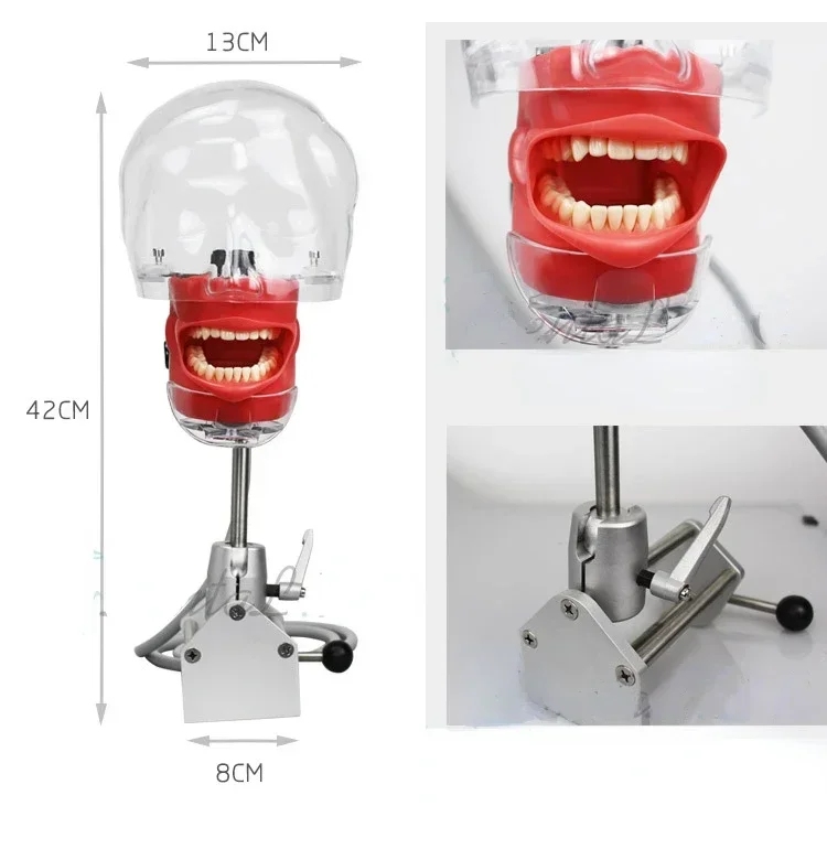 1Pcs Dental Teaching Head Mold Oral Simulation Simple Head Mold Students Practice Head Model Phantom for Training Apparatu