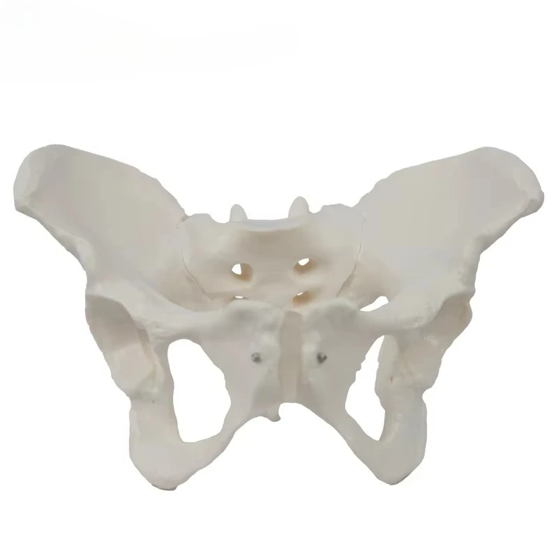 

Human Skeleton Pelvic Model Teaching Resources Educational Equipment Pelvic Bone Anatomy Female Pelvic Model