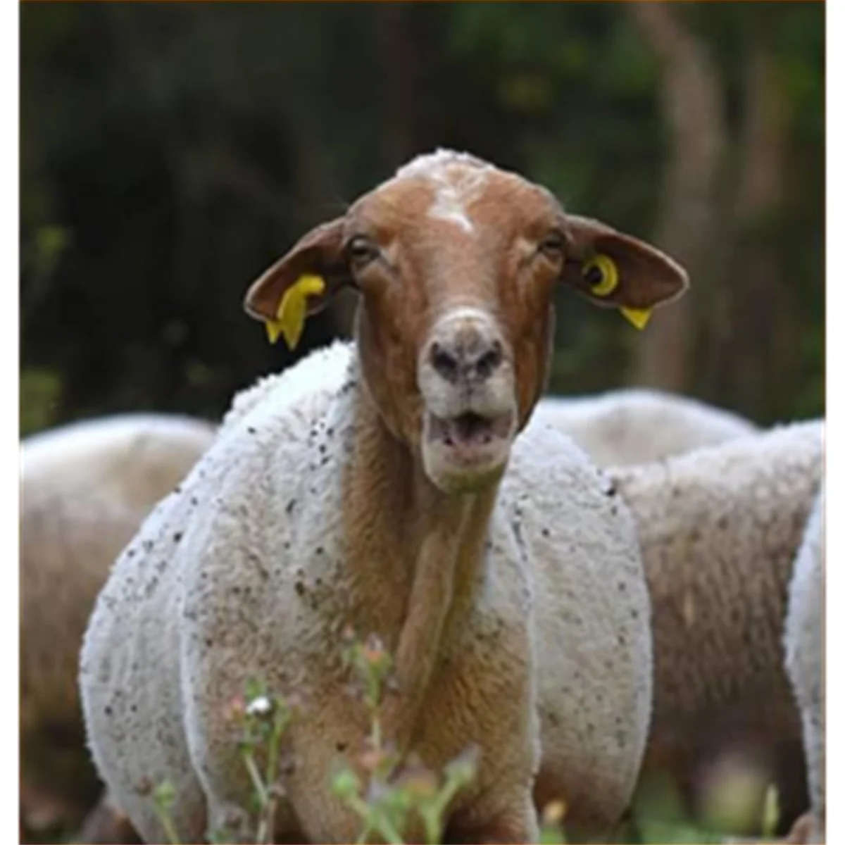 

2025+ скот, крупный рогатый скот и свинья, зажим для ушных бирок, аппликатор, зажим для ушных бирок, инструмент для управления кормлением животных