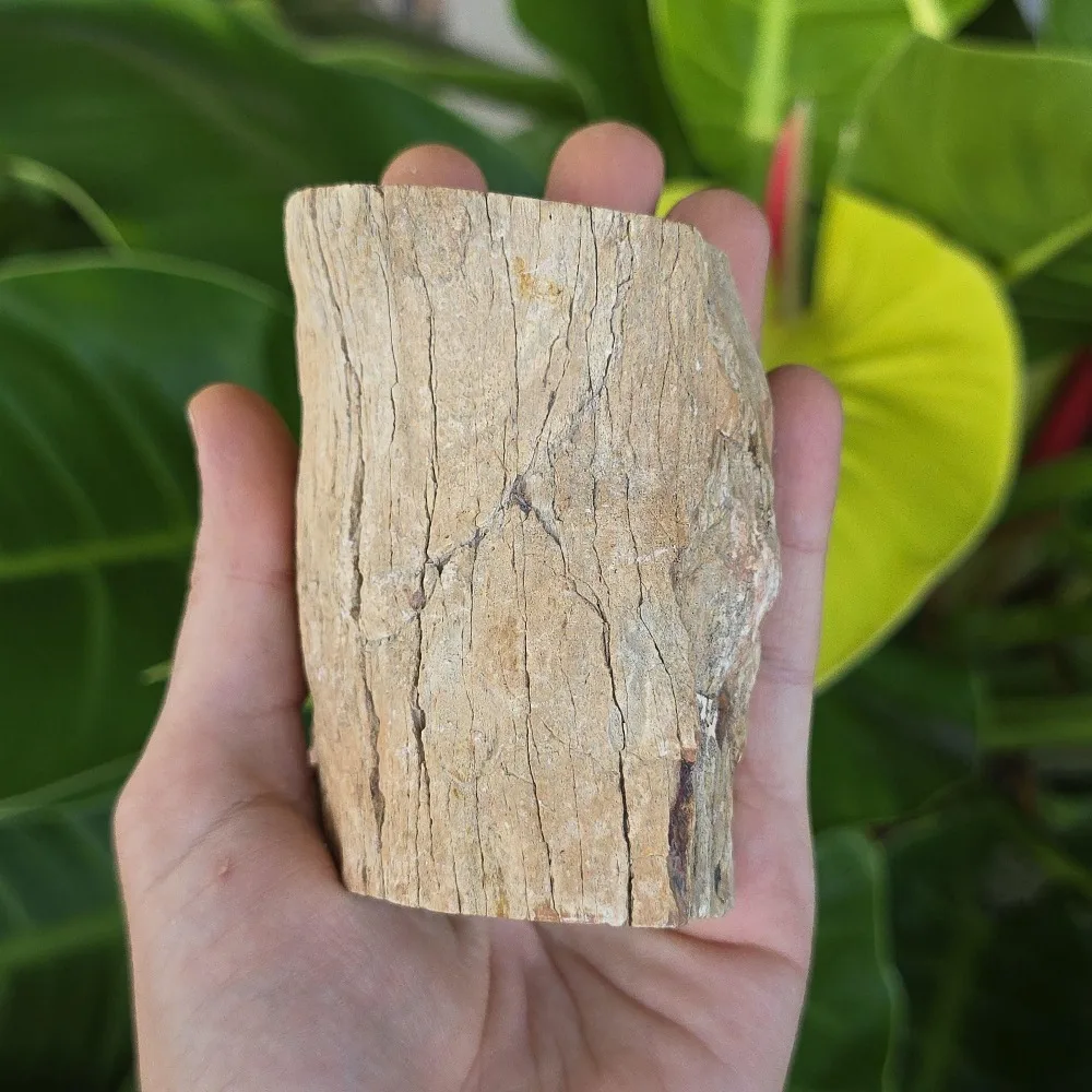 1 Stück Natürlicher Mineralischer Zylindrischer Versteinertes-Holz-Stein-Artefakt, Energie-Kristallscheibe, Rohstein-Holz-Exemplar – Detail 6