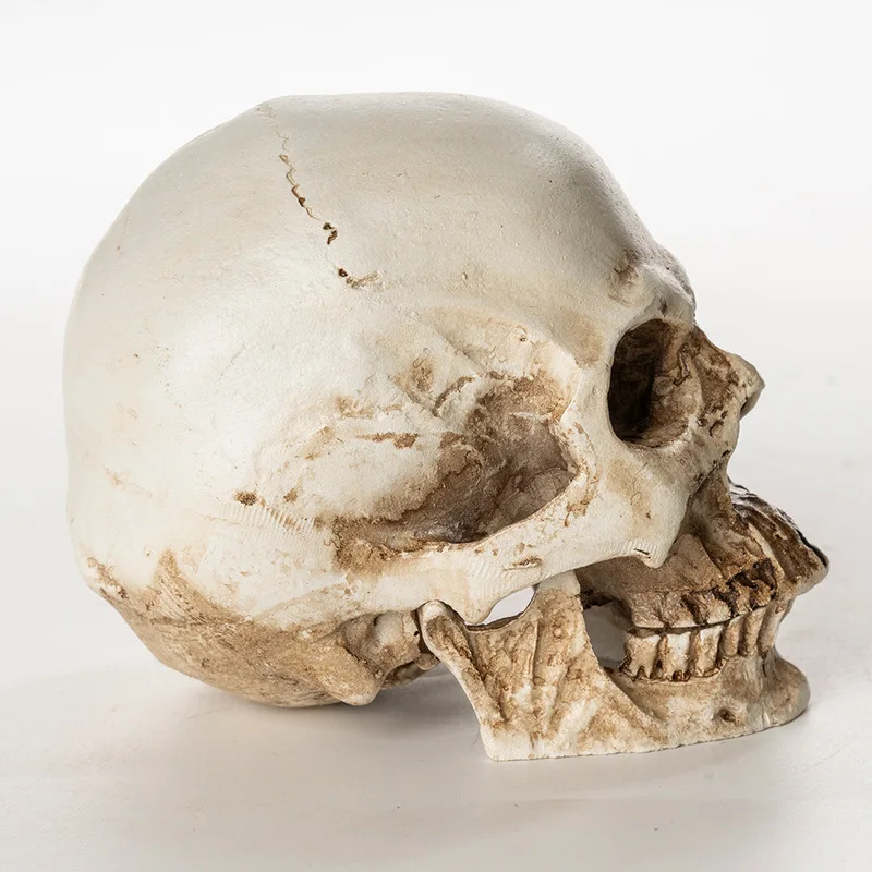 Resin miniature , dissected animal , art specimen, skull for home decoration, medical teaching model