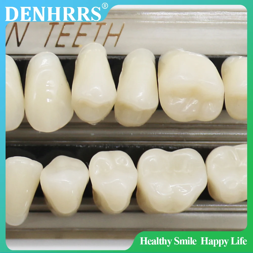 

28 зубов, зубные протезы из смолы, зубы из синтетической смолы, зубы, обучающая модель, модель постоянных зубов, стоматологический материал