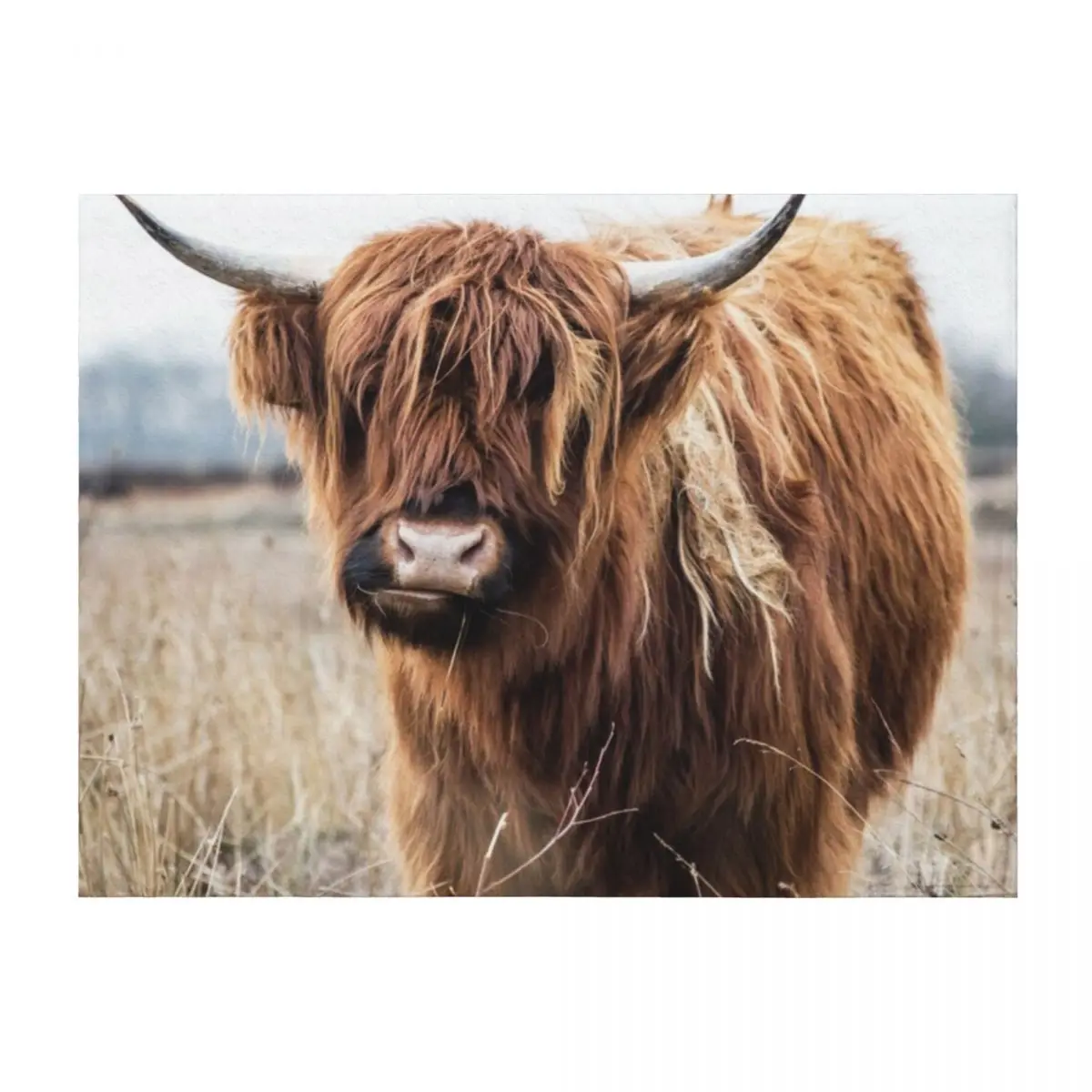 

Highland Cow Portrait Throw Blanket sofa bed Baby Stuffeds Soft Plush Plaid Blankets