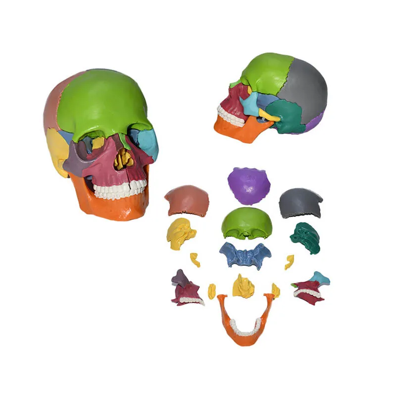 High Quality Human Skeleton Model Detachable 15parts 1/2 Small Skull Color Human Anatomy Model