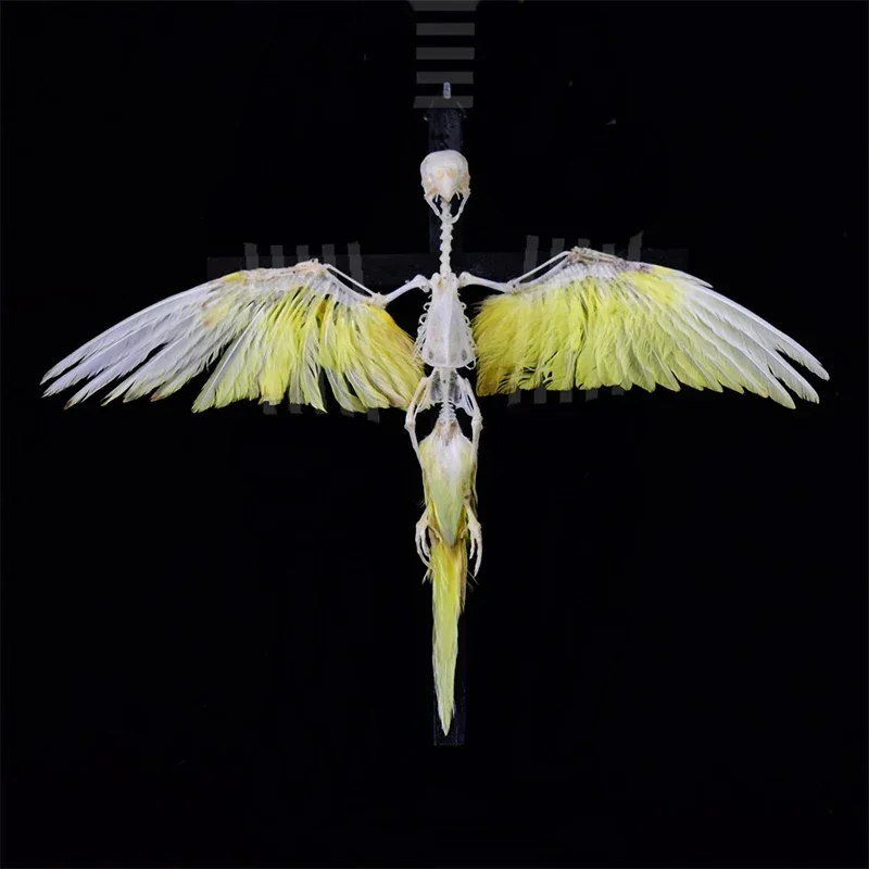 2026 Avian Cruciform Skeletal Model Art Gothic Reliquary Display Bone Configuration Ornithology for Halloween Party Supplies