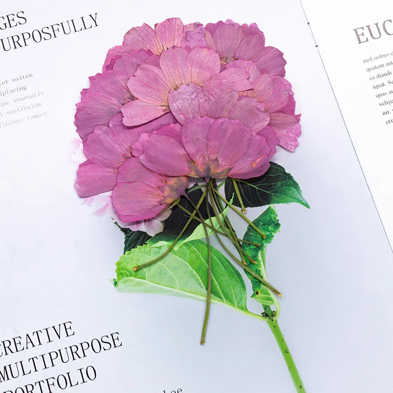 Dried Flower Bookmark - 48 fleurs de gerbera naturelles avec