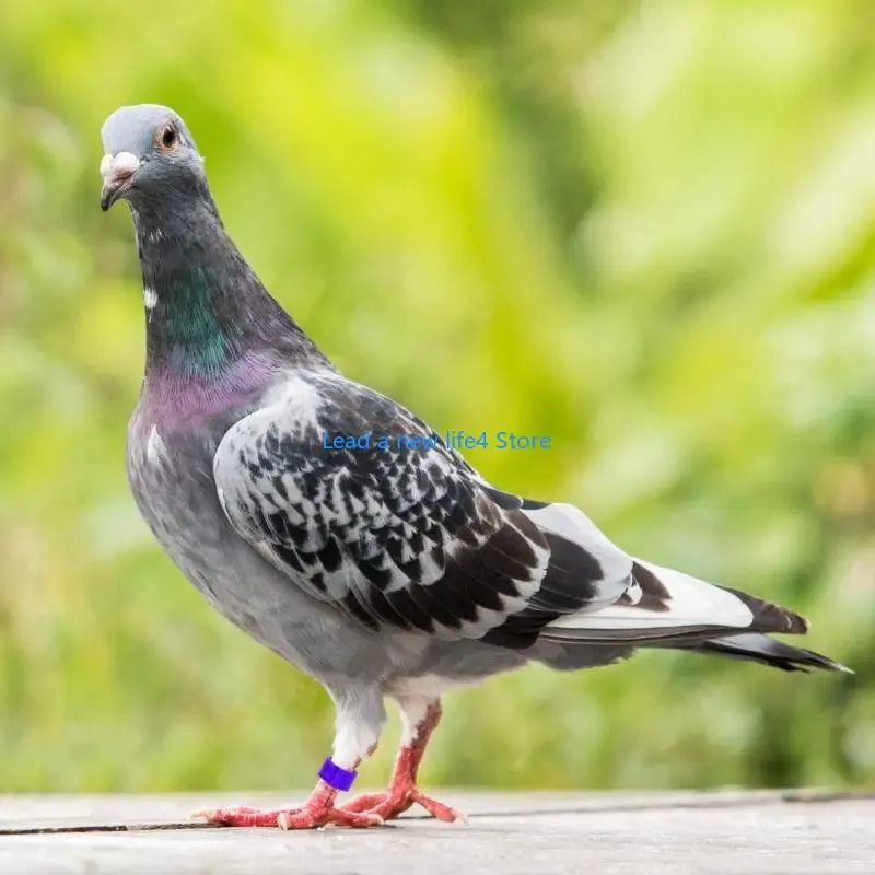 Y55E 200 PCS Clip-On Bird Foot Label Rings for Pigeons Pet Pubrots Budgies Associory Clip Round Clip 8mm Lotectored Color