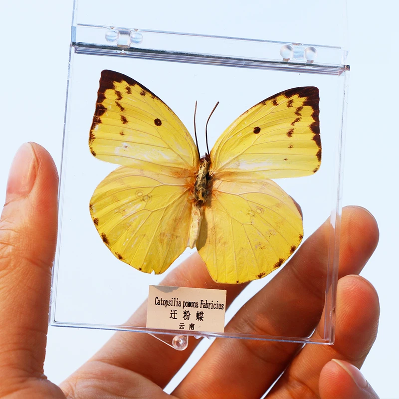 Real Butterfly Specimen Insect Spreading Wings Creative Decoration Teaching Observation Student Birthday Gift Transparent Box