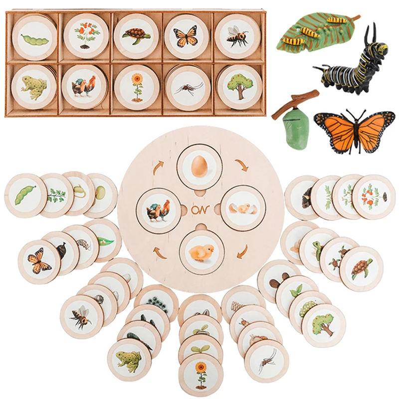 Life Cycle Board Montessori Kit Biology Science Education Toys For Kids Sensory Tray Animal Figure Life Cycle Sorting Wooden Toy