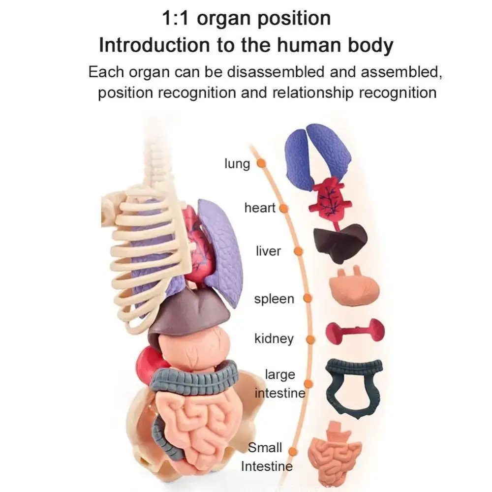 แบบจำลองลำตัวมนุษย์ 3 มิติ ทำจากพลาสติก โปร่งใส แบบ DIY หุ่นจำลองสำหรับวิทยาศาสตร์ ปริศนาเสริมสร้างความรู้ทางปัญญา ของเล่นเสริมพัฒนาการแบบมอนเตสซอรี่ แบบจำลองโครงกระดูก