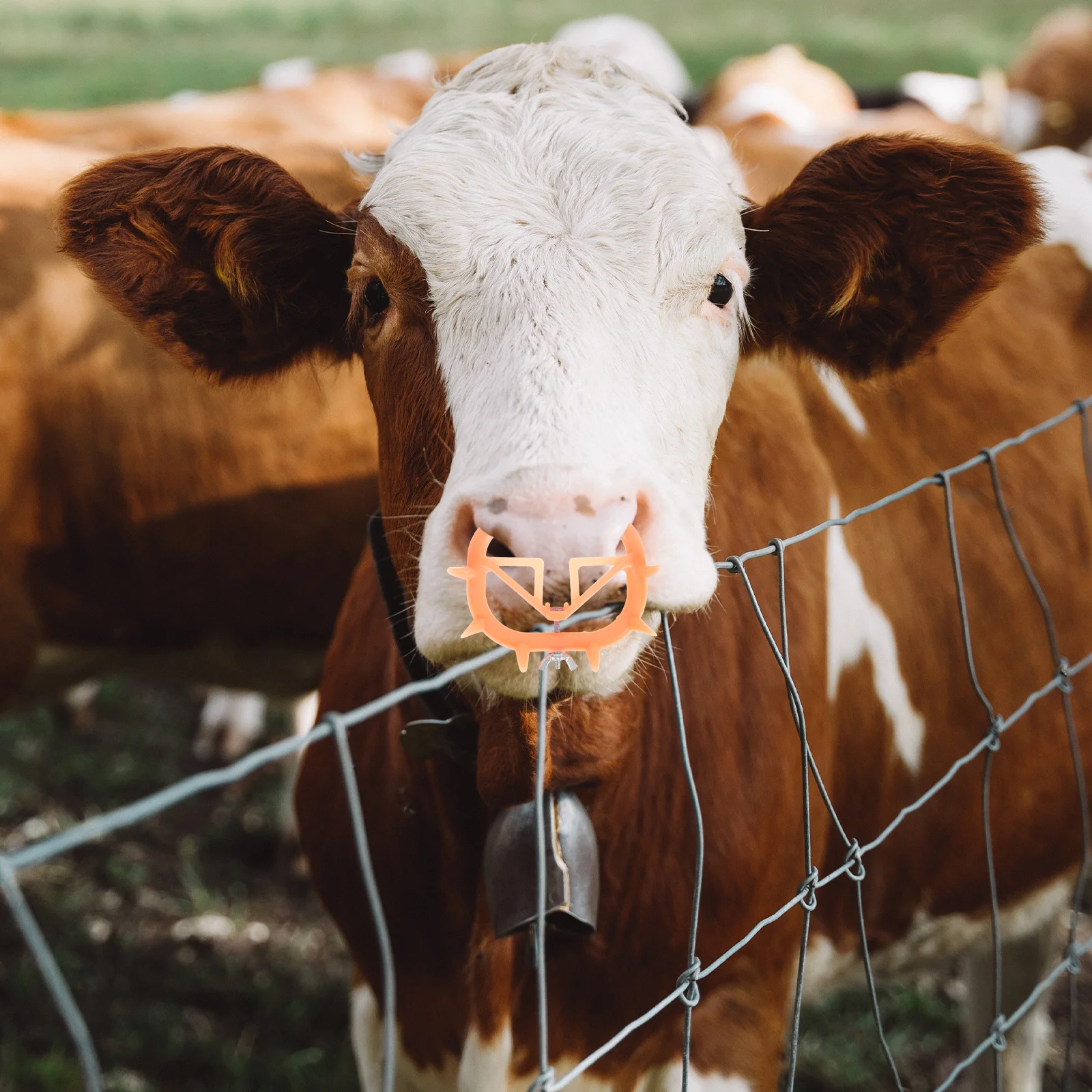 

6Pcs Cattle Weaner Plastic Nose Clip Premium PP Material Long Service Life Weaning Tool Livestock Equipment Cattle Weaner