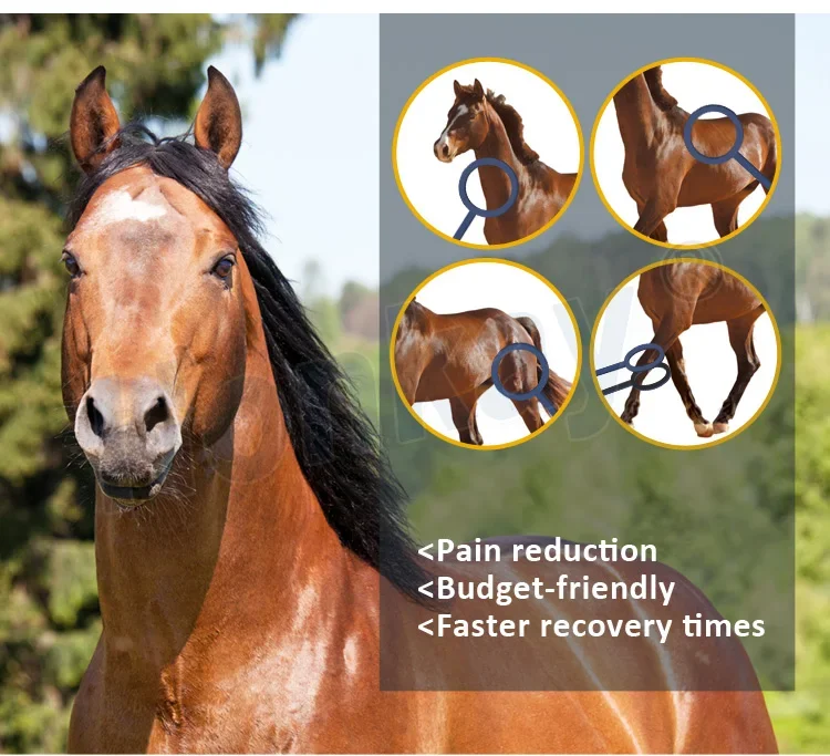 Terapi Fisik Kuda Magnet Terapi Kuda Bantalan Terapi Kuda