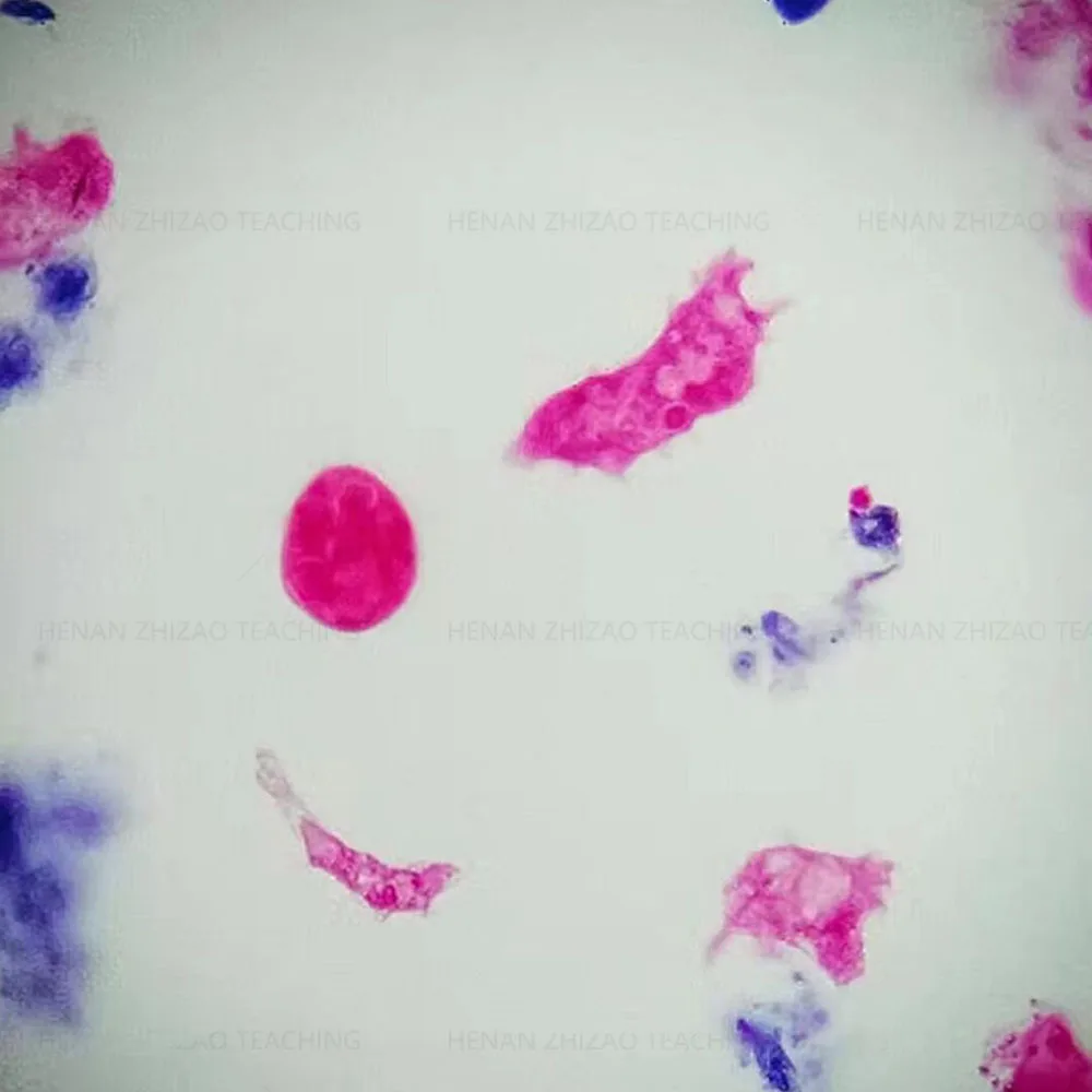 10pcs Amoeba Proteus Glass Microscope Prepared Parasitology Slides for Educational Teaching
