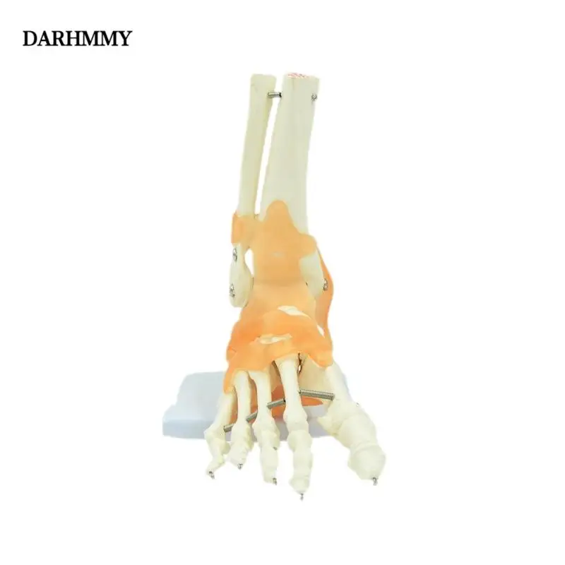 

DARHMMY Real-life articulated skeleton model of the big and small foot with ligaments for teaching purposes