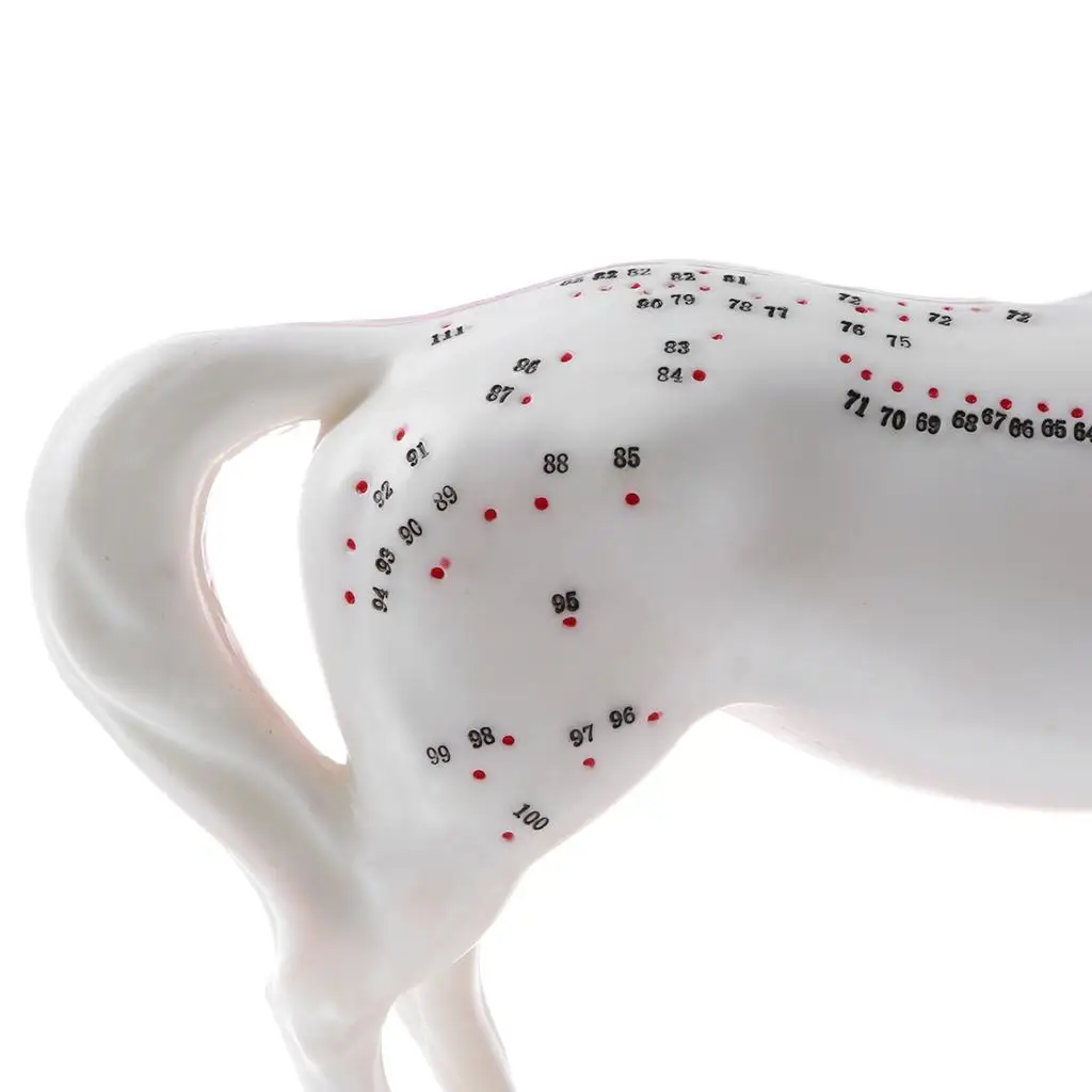 PVC Horse Acupuncture Model Anatomical Study Kit Desktop Educational Toy for School Lab Supplies