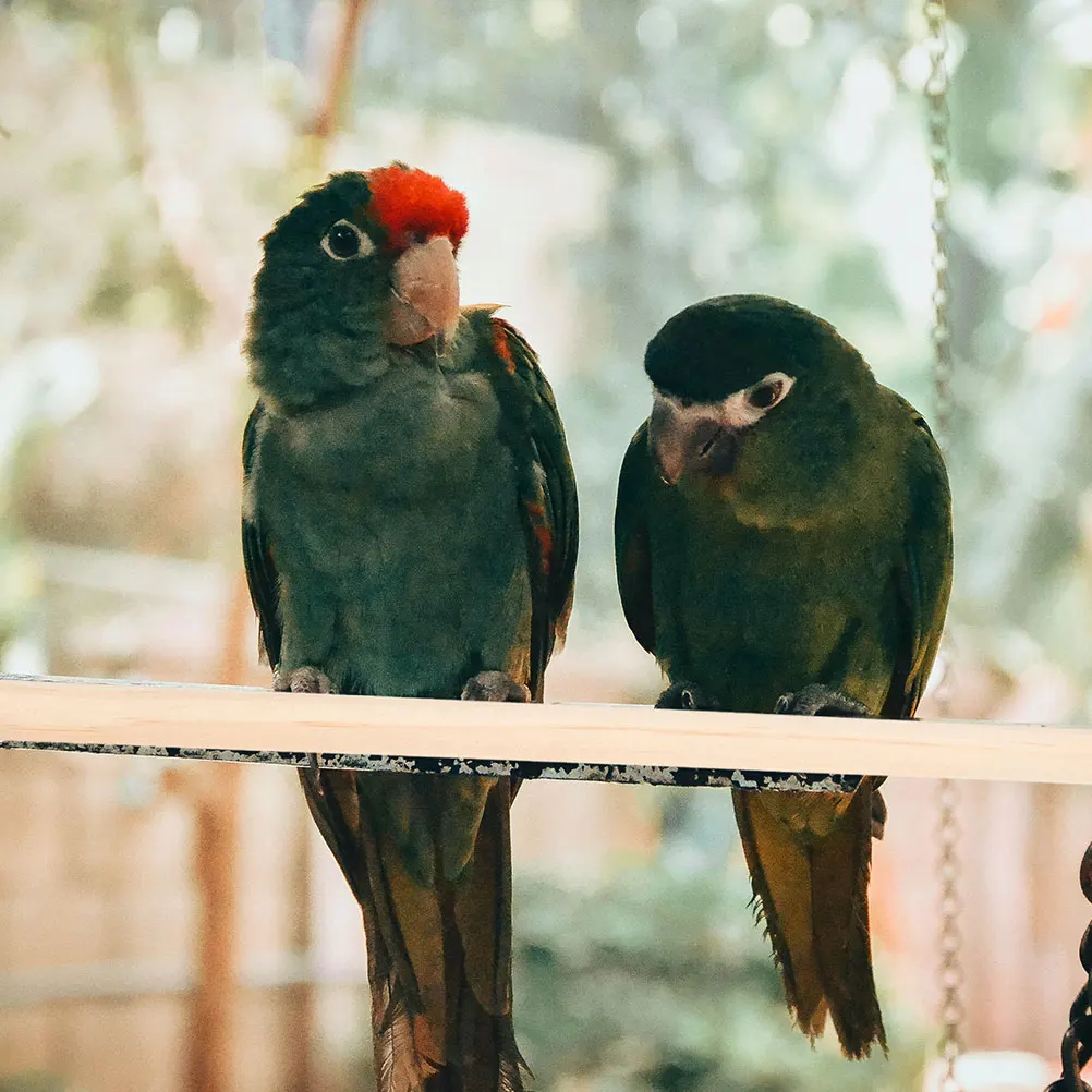 

4pcs Bird Perch Accessories Wooden Cage Platform Stand Sturdy Durable Comfortable for Parrots Parakeets Multiple Sizes