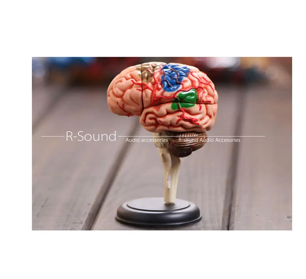 4D brain model brain structure model assembly human anatomy dimension model 4D