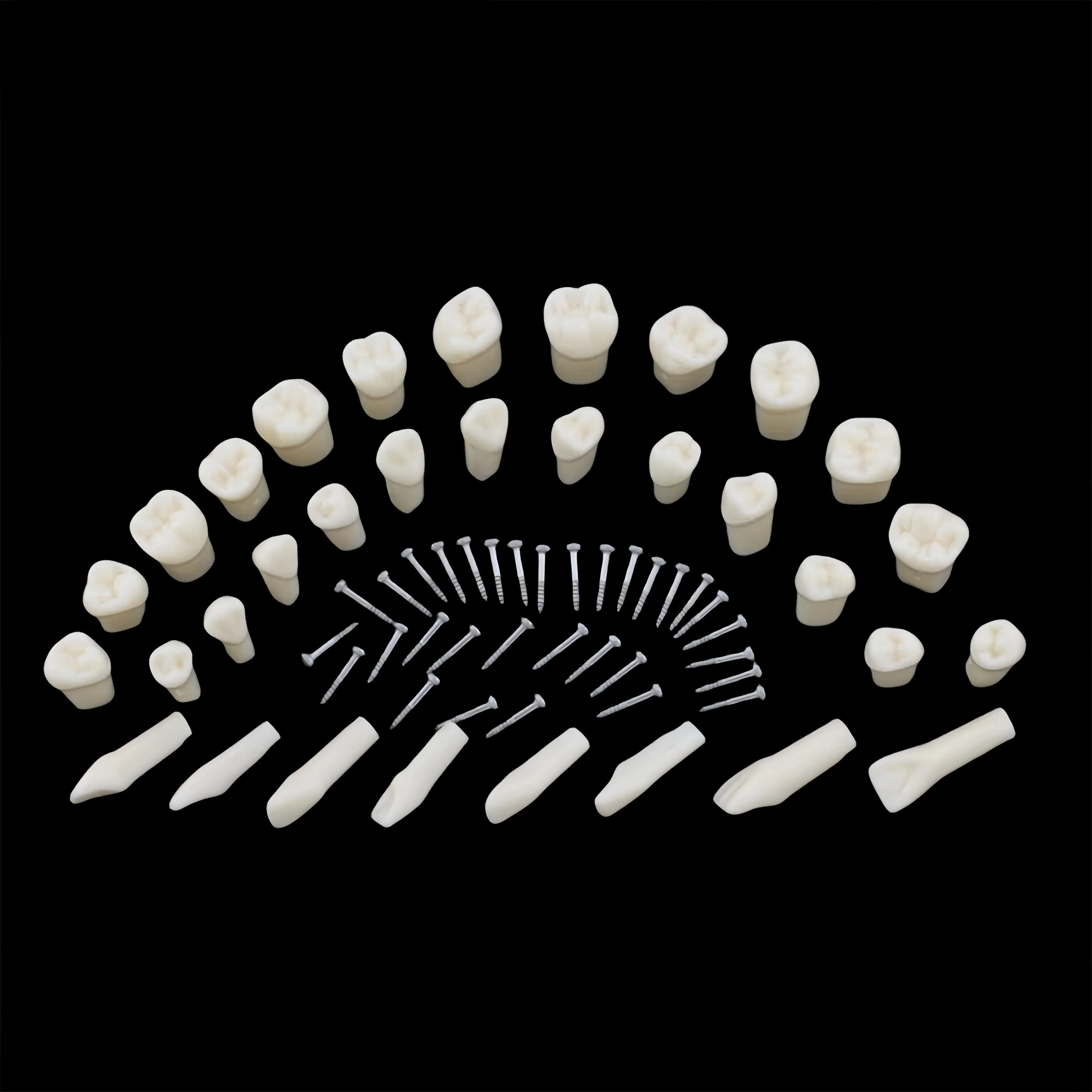 Dental model replacement parts, removable resin dentures, screw-in teeth for dental models, 28pcs/32pcs with screws