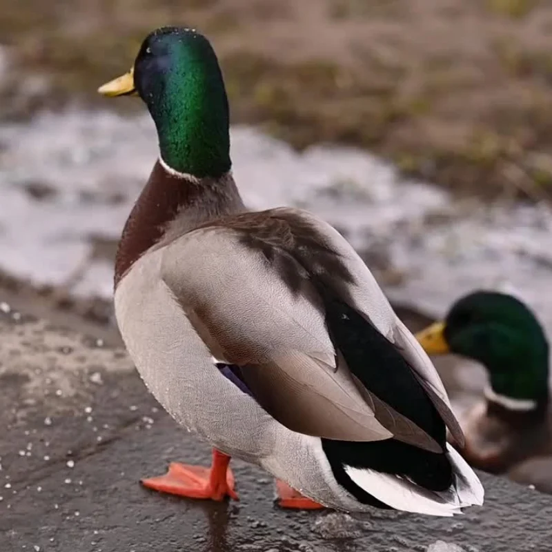 Juego de brazo oscilante superior e inferior de copa de dirección de Metal para SG1603 SG1604 UD1601 UD1602 SG-1603 SG-1604 piezas de repuesto de actualización de coche RC