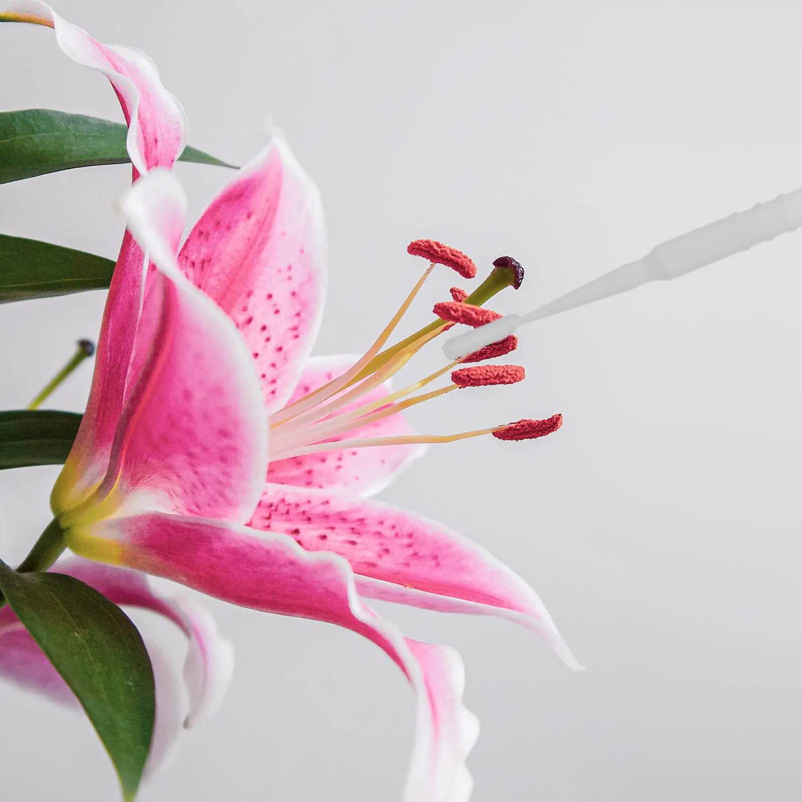 20 Pcs Plastic Hand Pollination Pen Garden Supplies Tools Planting Pollinator Manual Fruit Vegetable Cultivation