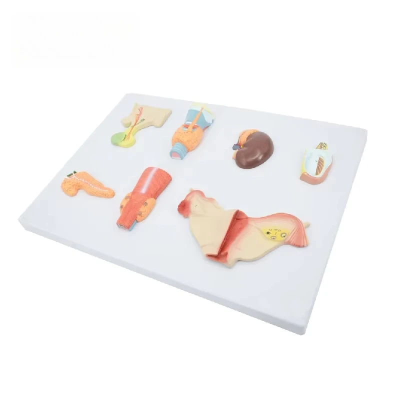 Human Endocrine Organ Model Human Endocrine System Anatomical Model Teaching Aid Endocrine Organ 7 Parts