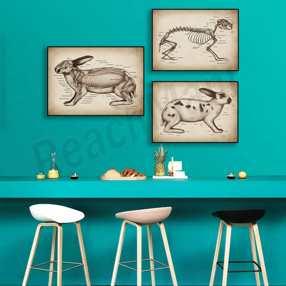 

Vintage Rabbit Anatomy Poster Bones and Muscles Diagram Small Mammal Physiology Art, Animal Anatomy, Veterinary Clinic Decor