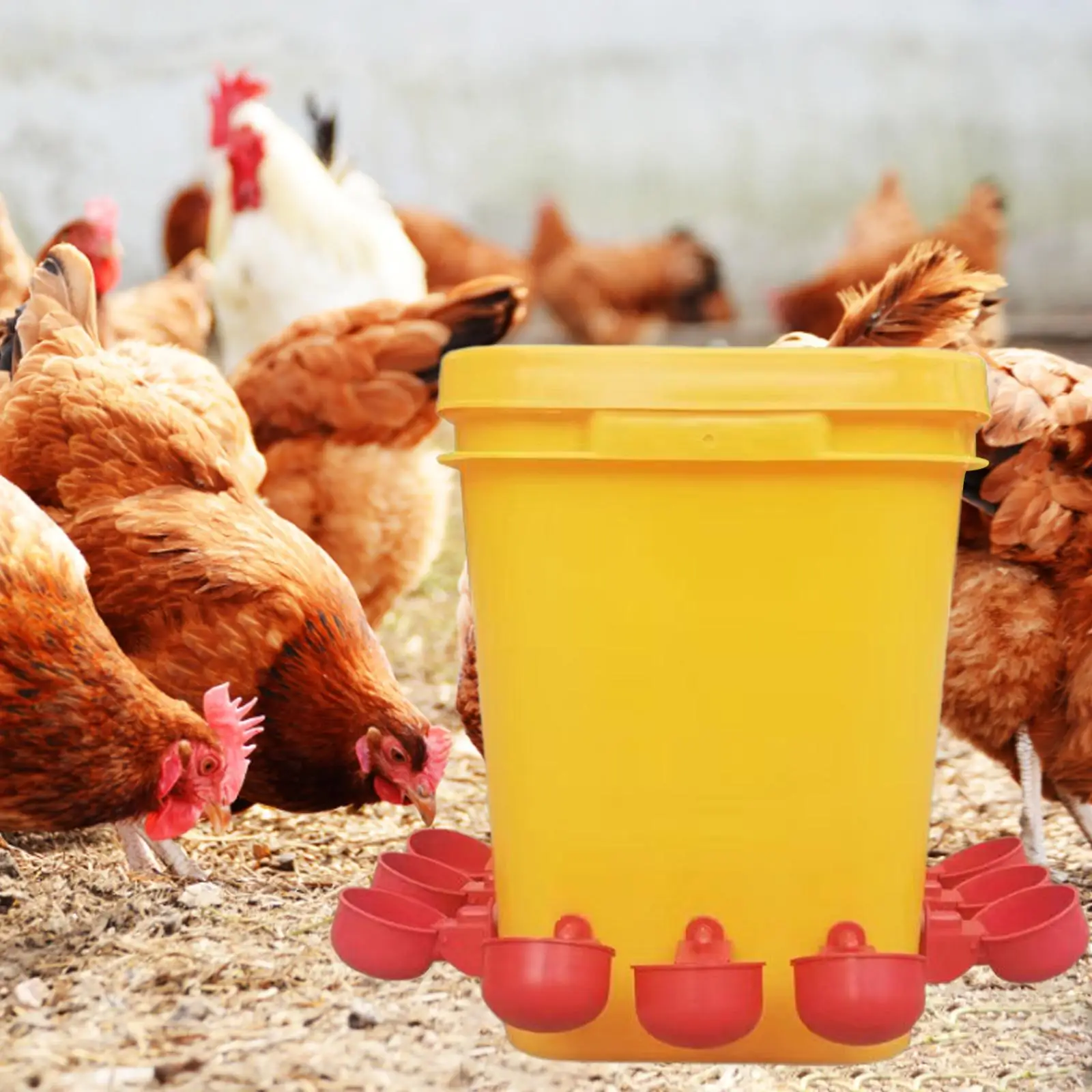 Chicken Drinker Waterer Cup Automatic Chicken Drinker Chicken Feeder Water