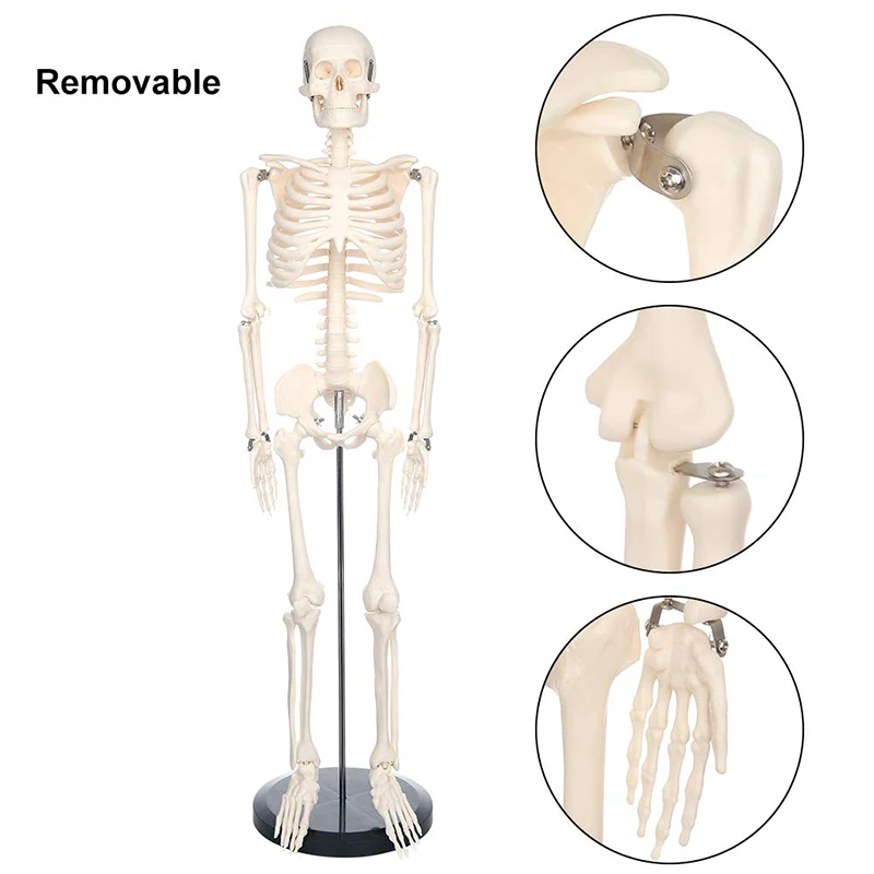 Modello di scheletro umano per anatomia 85cm osso intero bianco puro include gambe rimovibili forniture per aule mediche insegnamento