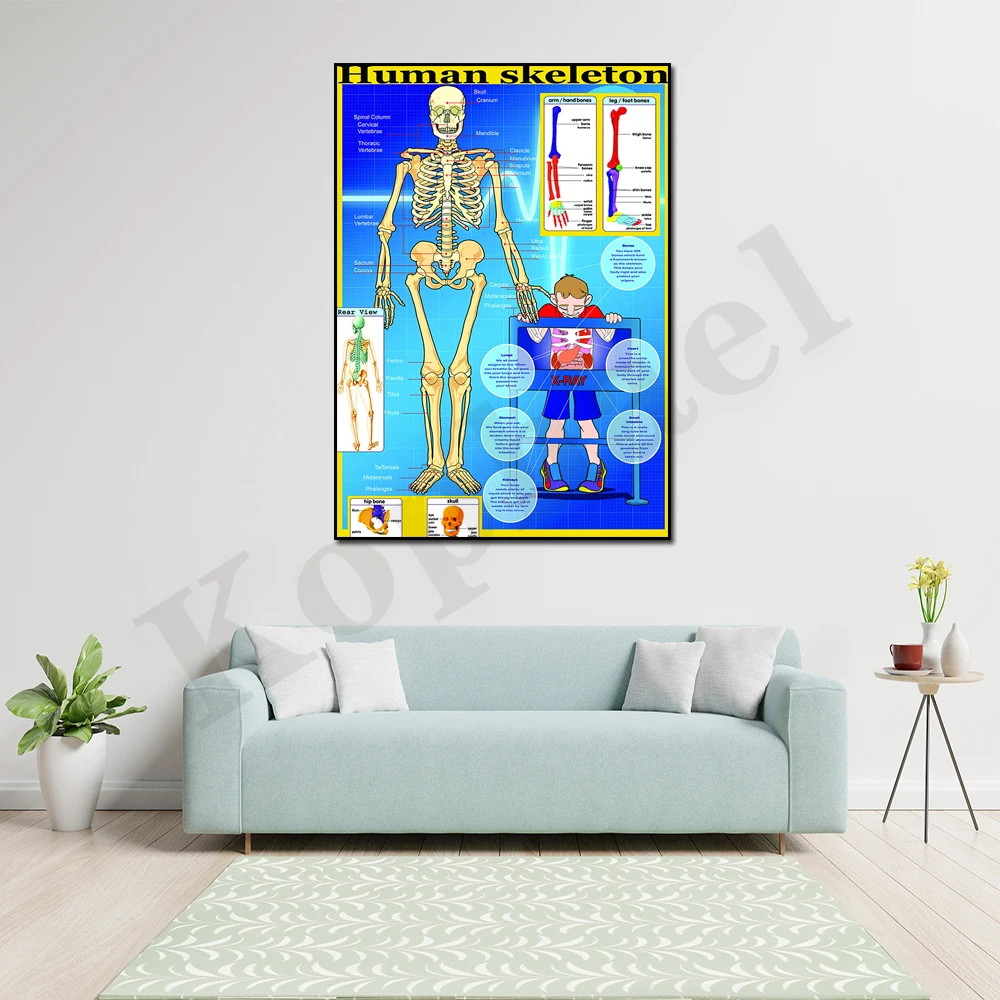 Laminated Skeleton English and French Words Body Parts Faces Children's Anatomy Educational School Home Wall Art Posters