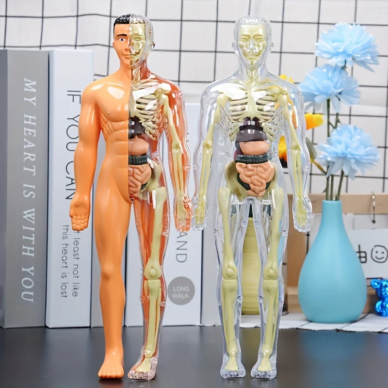 3D Human Body Torso Model For Anatomy, Skeleton, Removable, Simulation, Organ And Skeleton, Detachable Bone Body Models New